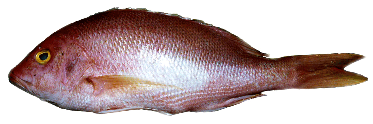 snapper